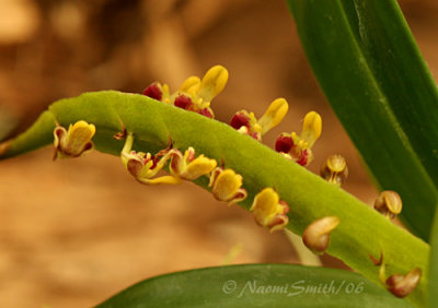 Bulbophyllum falcatum v falcatum