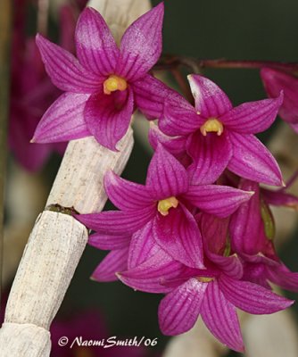 Dendrobium Species and Hybrids