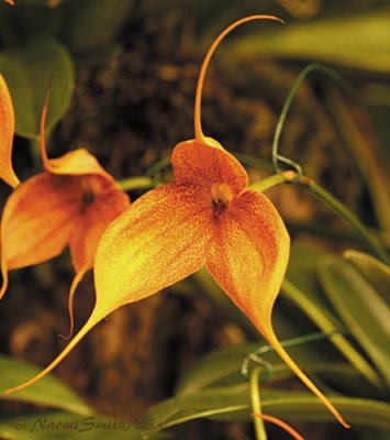 Masdevallia Copper Wings