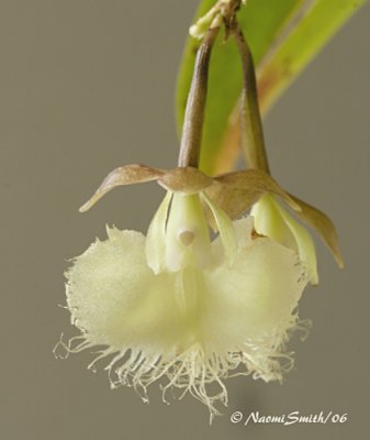 Epidendrum ilense