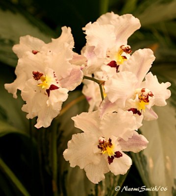 Odontoglossum Bogong x nobilis