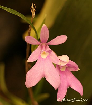 Oerstadella centradenia