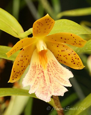 Oerstedella wallisii