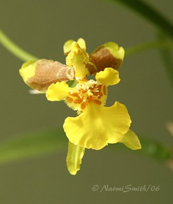 Oncidium croecus