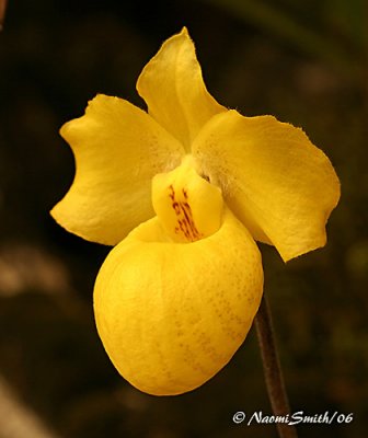 Paphiopedilum armeniacum