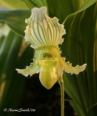 Paphiopedilum fairrieanum v alba