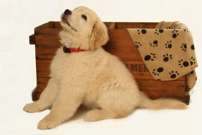 Golden Retriever Puppy Marlee