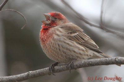 House Finch