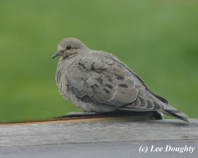 Mourning Dove