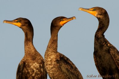 Double Crested Cormorants