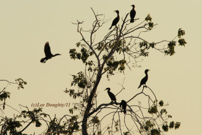 Double Crested Cormorants at Sunset.