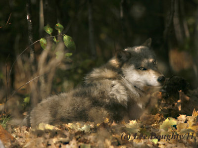 Wolf