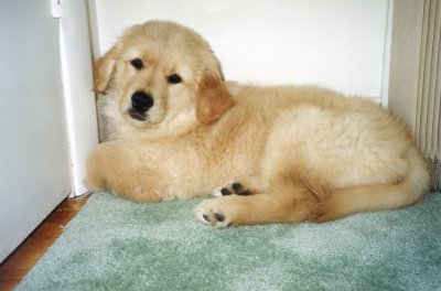 Golden Retriever