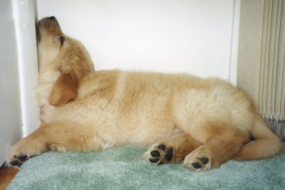 Golden Retriever