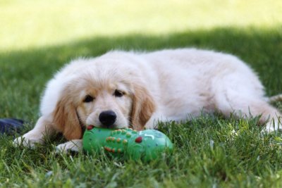 Golden Retriever