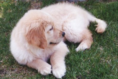 Golden Retriever