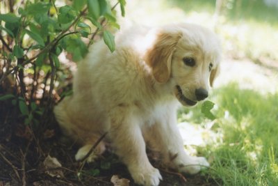 Golden Retriever