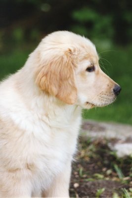 Golden Retriever