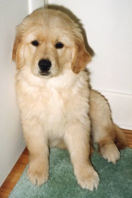 Golden Retriever