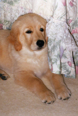 Golden Retriever