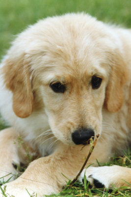 Golden Retriever