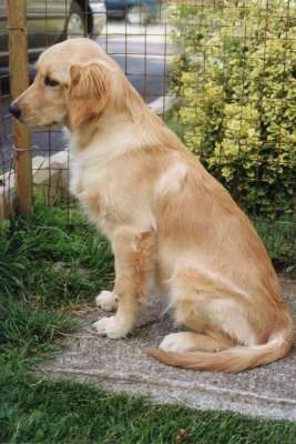 Golden Retriever