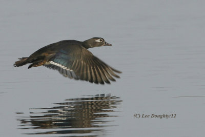 Female Wood Duck in Flight