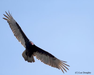 Turkey Vulture