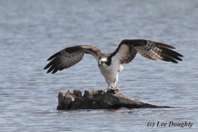 Osprey