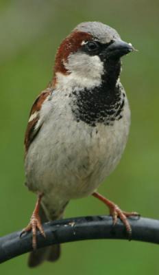 House Sparrow