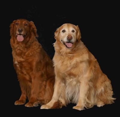 Chance and Houston