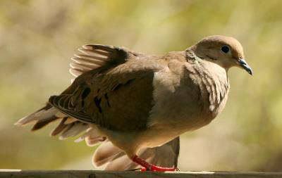 Mourning Dove Just Taking It Easy