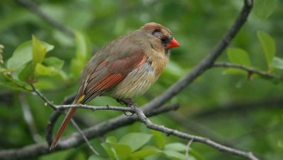 Female Cardinal