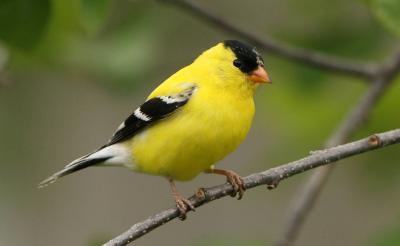 American Goldfinch