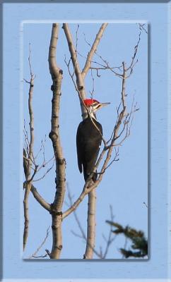 Piliated Woodpecker