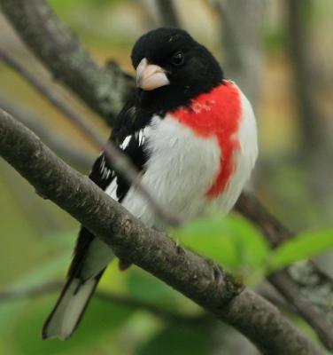 Rose-Breasted Grosbeak