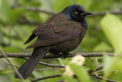 Grackle