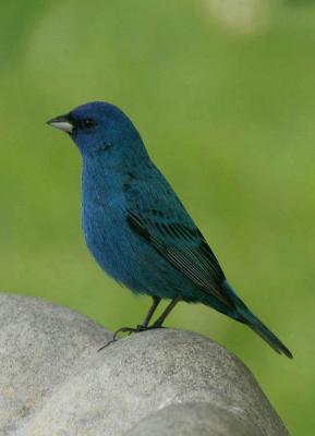 Indigo Bunting