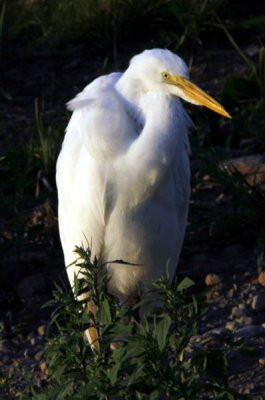 Great Egret