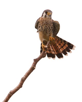 American Kestrel (Falcon Comun)