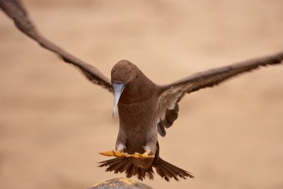 Boba Parda (Brown Booby)