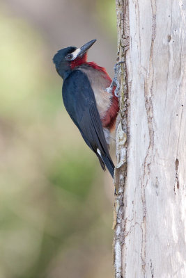 Puerto Rican Woodpecker (Carpintero de Puerto Rico) [ENDEMIC]