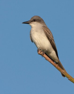 Gray Kingbird (Pitirre)