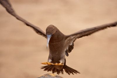 Brown_Booby