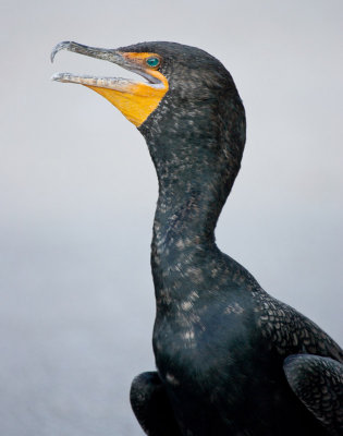 Double-crested_Cormorant