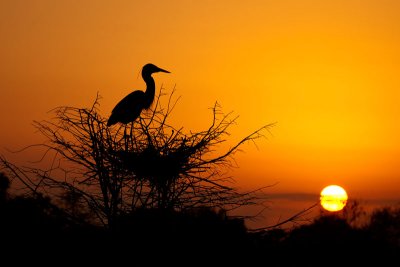 Great_Blue_Heron_sunrise