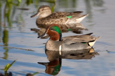 Green-winged Teal (male and female)