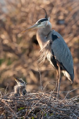 Great Blue Heron and chick