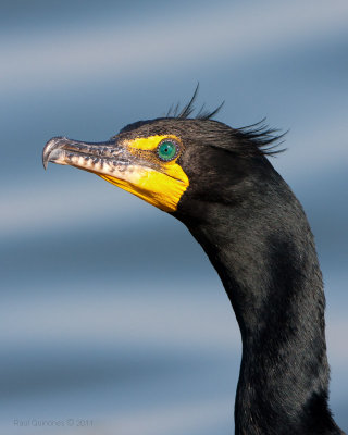 Double-crested Cormorant