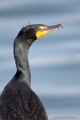 Double-crested Cormorant